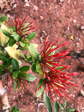 Close view of pink Jatropha flowers with red buds, green leaves, and natural texture. Ideal for botanical, gardening, tropical plant, and floral design concepts.