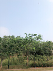 Green park area with tropical trees, grass and walking path surrounded by natural vegetation. Suitable for urban nature, relaxation, environmental and outdoor lifestyle themes. © Joko