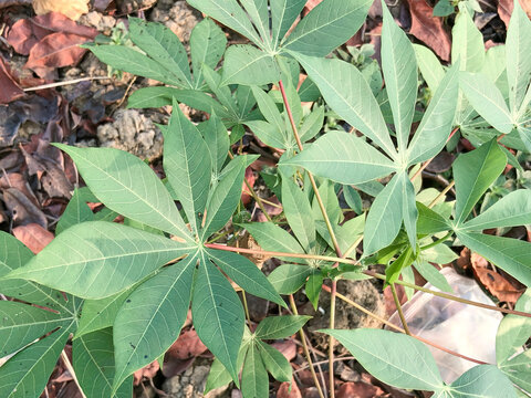 Young cassava foliage with slender lobed leaves and reddish stems, representing tropical crop growth, cultivation, farm productivity, and sustainable agriculture.
