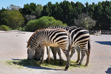 A group of zebras grazing on green grass on the ground © AndreaGabriela