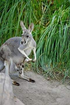 Wild Australian kangaroo and her baby against tall green grass