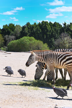 Zebras eating green grass and a group of guinea fowl walking nearby
