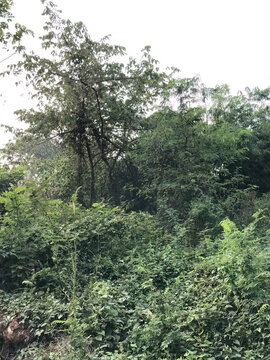 Dense woodland undergrowth with vines, shrubs, trees, and bamboo, suited for biodiversity, habitat, rewilding, conservation, ecology, and restoration project visuals.