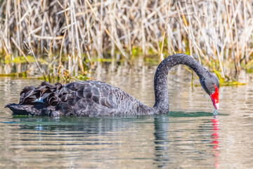 Naklejka premium Birdlife at the Wetlands - Black Swan