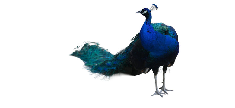 Peacock with vibrant blue plumage and iridescent green feathers standing in profile with sharp detail PNG isolated on transparent background