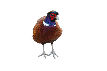 Common pheasant bird standing and looking forward with colorful plumage and detailed feathers PNG isolated on transparent background © Aerials Wind