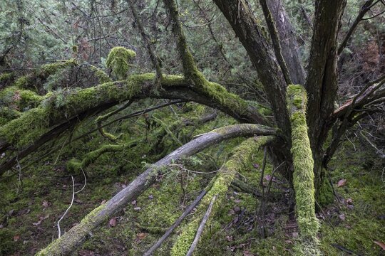 Old junipers (Juniperus communis), Emsland, Lower Saxony, Germany