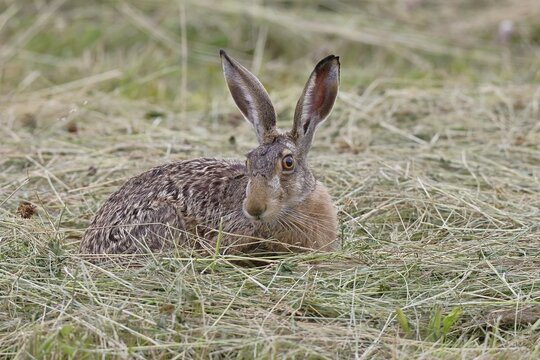 European hare (Lepus europaeus) lying in a meadow, North Rhine-Westphalia, Germany