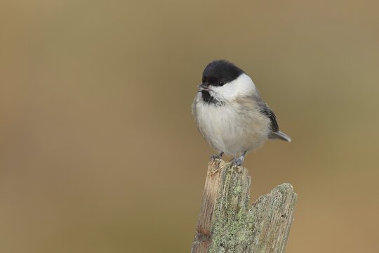Willow Tit (Parus montanus) sitting on an old tree stump, Wilnsdorf, North Rhine-Westphalia, Germany