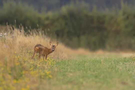 Roe deer (Capreolus capreolus) juvenile baby fawn animal standing amongst wild flowers in grassland in summer, England, United Kingdom