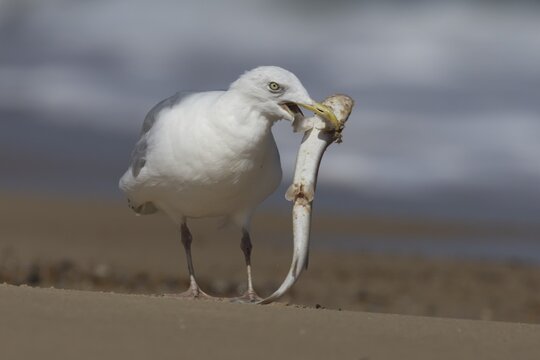 Herring gull (Larus argentatus) adult seagull bird with a dogfish fish in its mouth for food on a seaside beach, England, United Kingdom
