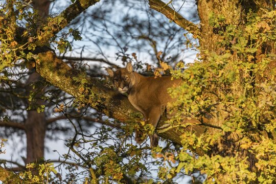 One adult cougar, Puma concolor, rests on a big branch high up in an oak tree