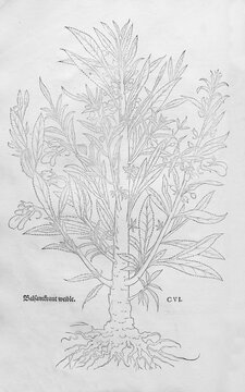 Balsam apple (Momordica balsamina), woodcut by Leonhart Fuchs, from New Kre&uuml;terbuch, neues Kr&auml;uterbuch, Michael Isingrin, Basel, Switzerland, 1543