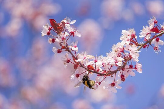 Bumblebees (Bombus), western honeybee (Apis mellifera) fruit blossom, petals, honeybee, beekeeper, organic honey, health, food, pollination, mass harvesting, fruit tree, organic shop, bee diseases, varroa mite, biosphere reserve, Saxony-Anhalt, Germany