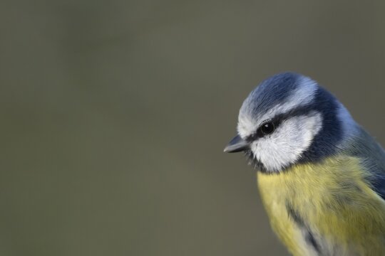 Blue tit (Cyanistes caeruleus) adult garden bird head portrait, Norfolk, England, United Kingdom