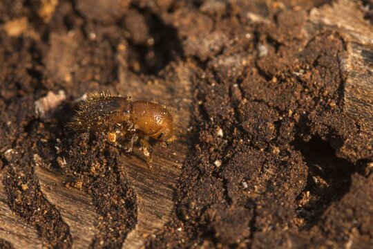 Letterpress, curculionidae, European spruce bark beetle, spruce bark beetle, large eight-toothed spruce bark beetle, ips typographus, weevils, beetles, bark beetles, coleoptera, insects, beetles