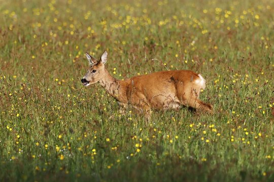 Roe deer (capreolus capreolus), female, doe running through meadow, Schleswig-Holstein, Germany