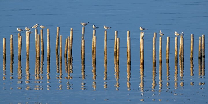 Black-headed gulls (Larus ridibundus) on wooden piles, Vorarlberg, Austria
