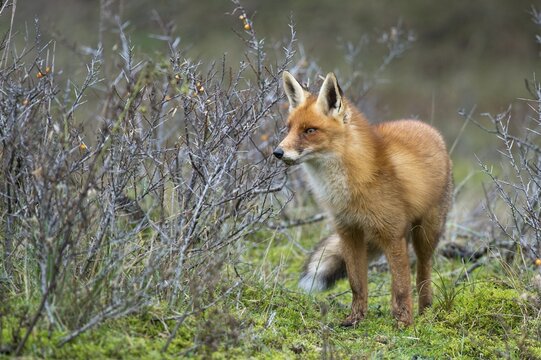Red fox (Vulpes vulpes) in winter coat, attentive, Netherlands