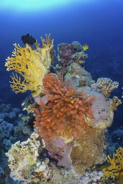 Fluorescent bubble-tip anemone (Entacmaea quadricolor) fluorescent, pair of red sea clownfish (Amphiprion bicinctus), net fire coral (Millepora dichotoma) and small polyp stony coral (Acropora) . Colourful