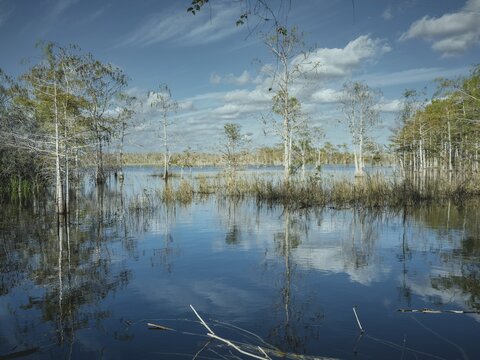 Lagoon, Big Cypress National Preserve, Everglades, North America, Florida, USA