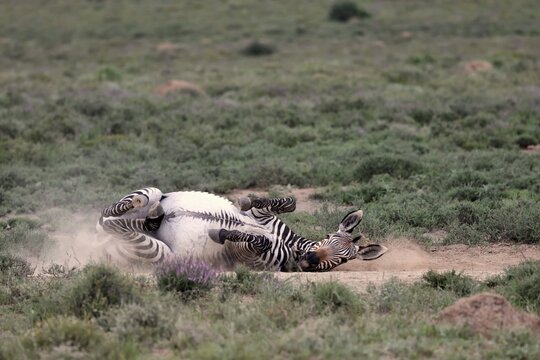 Cape Mountain Zebra (Equus zebra), adult, sand bath, Mountain Zebra National Park, Eastern Cape, South Africa