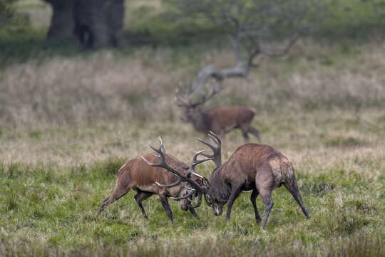 While the red deer (Cervus elaphus) are fighting, a third, very old stag takes advantage of the situation and takes over the herd, fight, rut, rutting season, Denmark