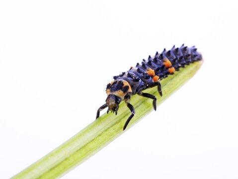 Larva of a Seven-Spot Ladybird (Coccinella septempunctata)