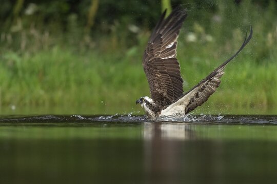 Western osprey (Pandion haliaetus) hunting, Aviemore, Scotland, Great Britain