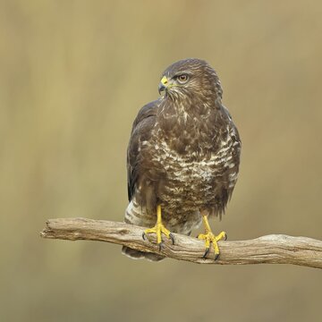 Common buzzard (Buteo buteo), sitting on a branch, Wilnsdorf, North Rhine-Westphalia, Germany
