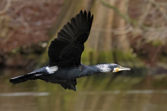 Great cormorant (Phalacrocorax carbo), flying, wildlife, Germany