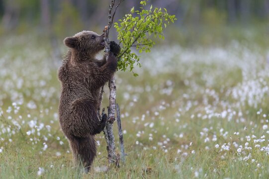 Young (Ursus arctos) playing upright standing in a bog with fruiting cotton grass on a birch tree, Suomussalmi, Karelia, Finland