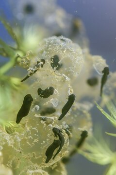 Common frog, Common Frog, rana temporaria, amphibians, amphibians, freshly hatched, frog, frogs, high size, portrait, young animal, juvenile, tadpole, spawn, spawn ball, larva, amphibians, hatching, spawn, tadpole