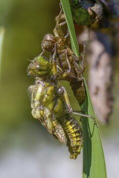 Broad-bodied chaser, libellula depressa, flatbelly, anisoptera, dragonflies, high size, portrait format, insects, larva, larva, dragonflies, odonata, hatching, hatching