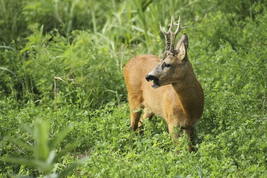 European roe deer (Capreolus capreolus) Buck secured in alfalfa (Medicago sativa) Southern Hungary, Hungary