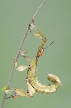 Giant prickly stick insect (Extatosoma tiaratum), female, captive, occurrence in Australia