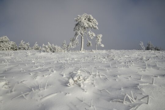 Iced pine near the summit of the Hornisgrinde, near Seebach, Ortenaukreis, Black Forest, Ortenaukreis, Baden-W&uuml;rttemberg, Germany