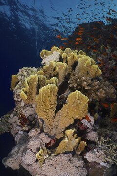 Blade firel coral (Millepora platyphylla) and group of sea goldie (Pseudanthias squamipinnis), at dusk. Dive site St. Johns, Egypt, Red Sea