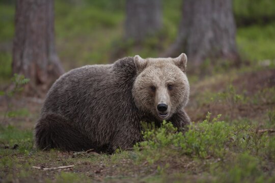 European brown bear (Ursus arctos) adult female sat in a boreal forest, Suomussalmi, Karelia, Finland