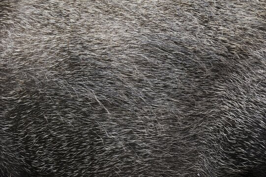 European wild boar (Sus scrofa scrofa), fur detail, North Rhine-Westphalia, Germany