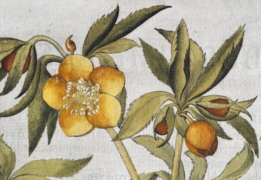 Blossom and buds of a Christmas rose (Helleborus niger), hand-coloured copperplate engraving by Basilius Besler, from Hortus Eystettensis, 1613