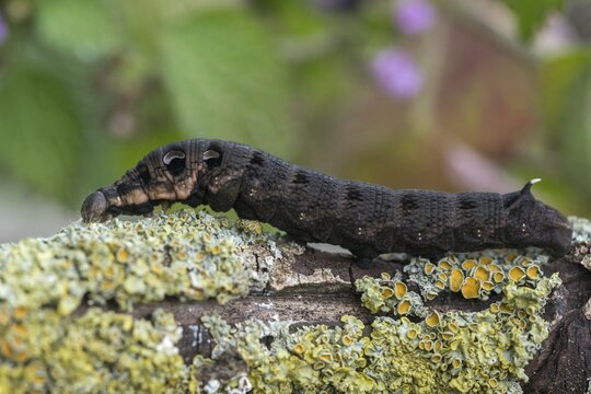 Deilephila Elpenor, medium wine swarmer, sphingidae, butterfly, elephant hawk moth, insects, large elephant hawk moth, moths, moths, moths, caterpillar, butterfly, swarmer, wine swarmer