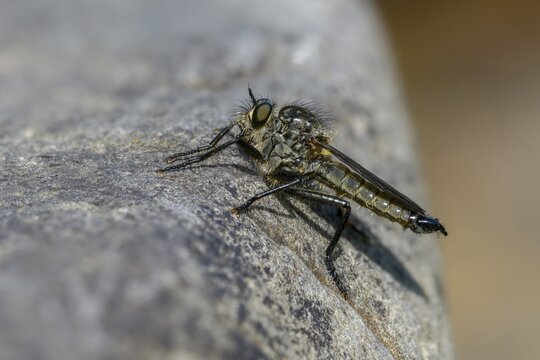 Mountain predator, Didysmachus picipes, predatory fly, slender bristle predatory fly, Slender black-footed robber fly, diptera, insects, males, two-winged birds