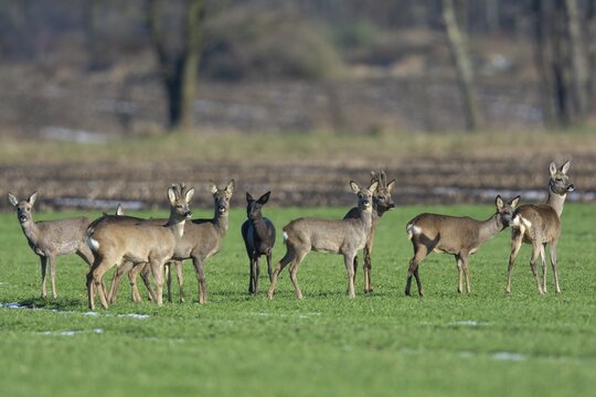 A jump roe deer (Capreolus capreolus) in spring, roe deer, spring, Vechta, Lower Saxony, Germany
