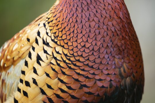Common or Ring-necked pheasant (Phasianus colchicus) adult male bird close up of its breast feathers, Suffolk, England, United Kingdom