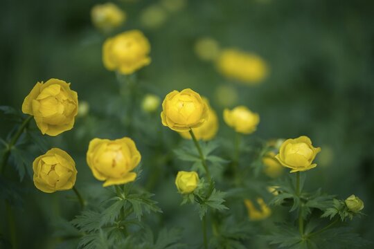 Budabin seed, buttercup, butter ball, butterrose, globe flower, goldhead, buttercup, ball ranunculus, ranunculaceae, trollflower, trollius europaeus, flora, plants, plants