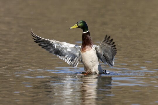 Mallard (Anas platyrhynchos) flapping its wings on a lake, Germany