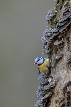 A blue tit (Cyanistes caeruleus) inspecting the branch of a beech tree, covered with butterfly stalks, tree fungus, Germany