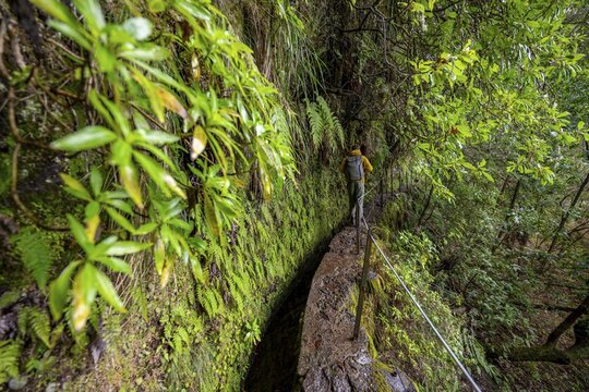 Hikers on a narrow path along a levada, in dense forest, Levada do Caldeir&atilde;o Verde, Parque Florestal das Queimadas, Madeira, Portugal