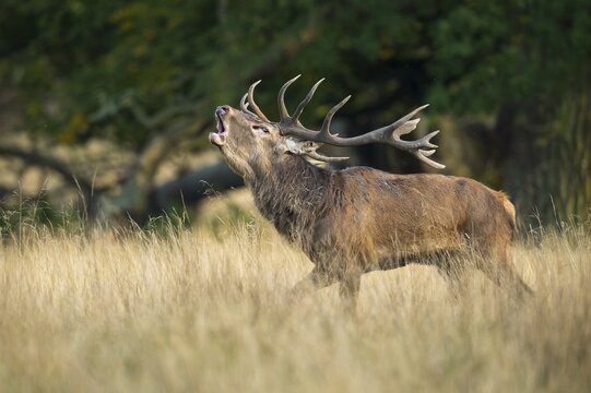 Tube transmitter red deer ( Cervus elaphus) in rut, Klamptenborg, Copenhagen, Denmark